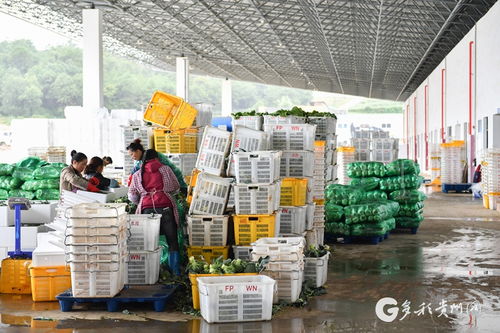 威宁构建现代农副产品加工物流体系